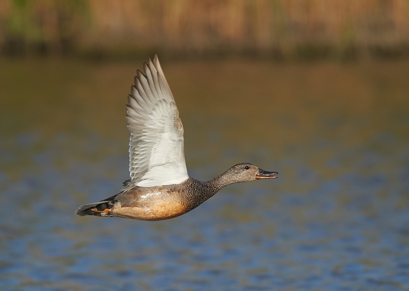 12 - Gadwall