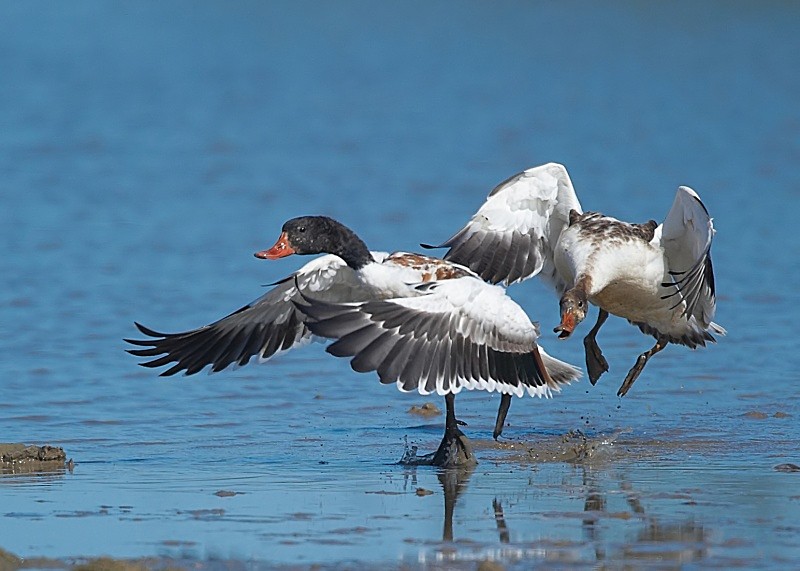 6 - Shelduck