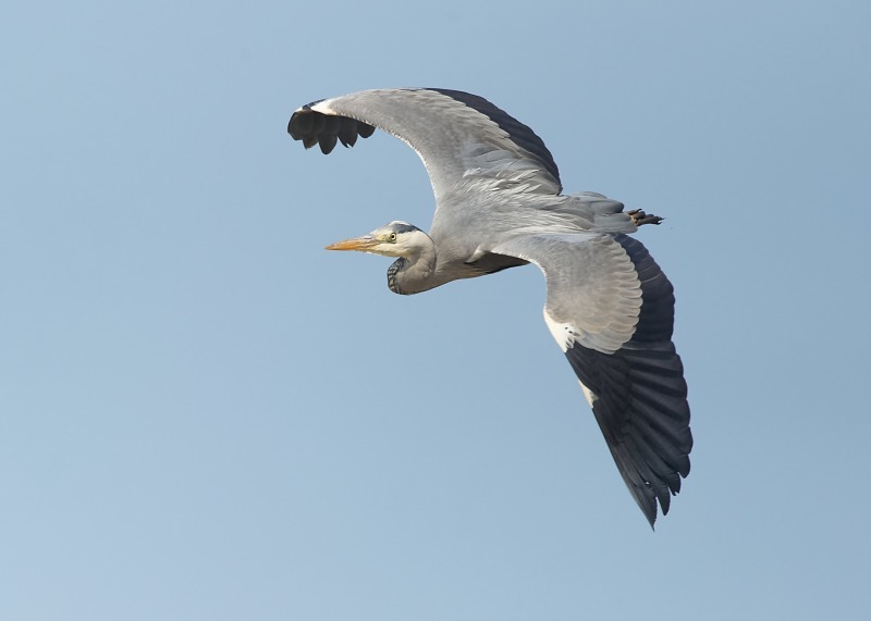 7 - Grey Heron