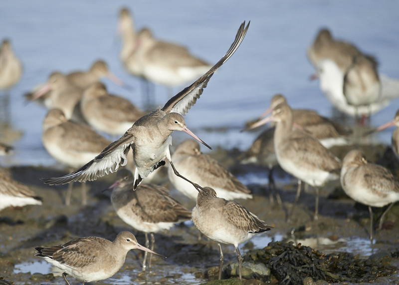30 - Black-tailed Godwit