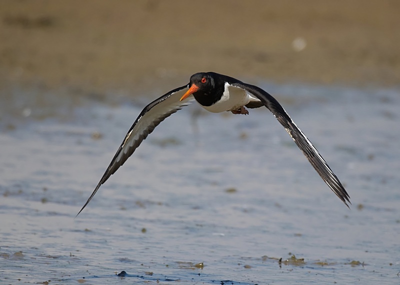 23 - Oystercatcher