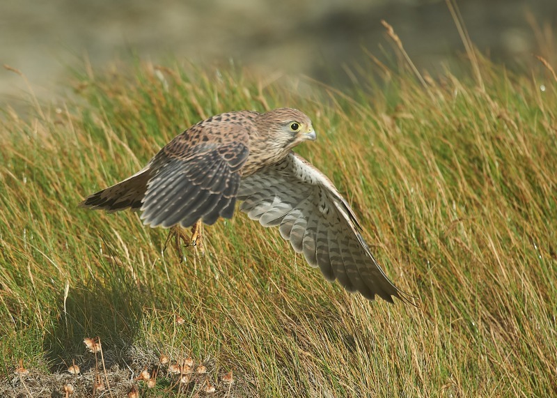 51 - Kestrel