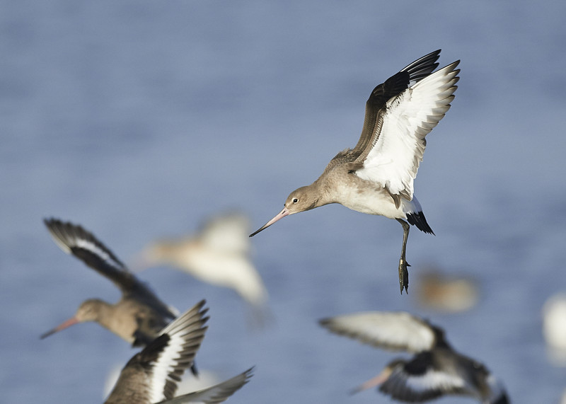 9 - Black-tailed Godwit