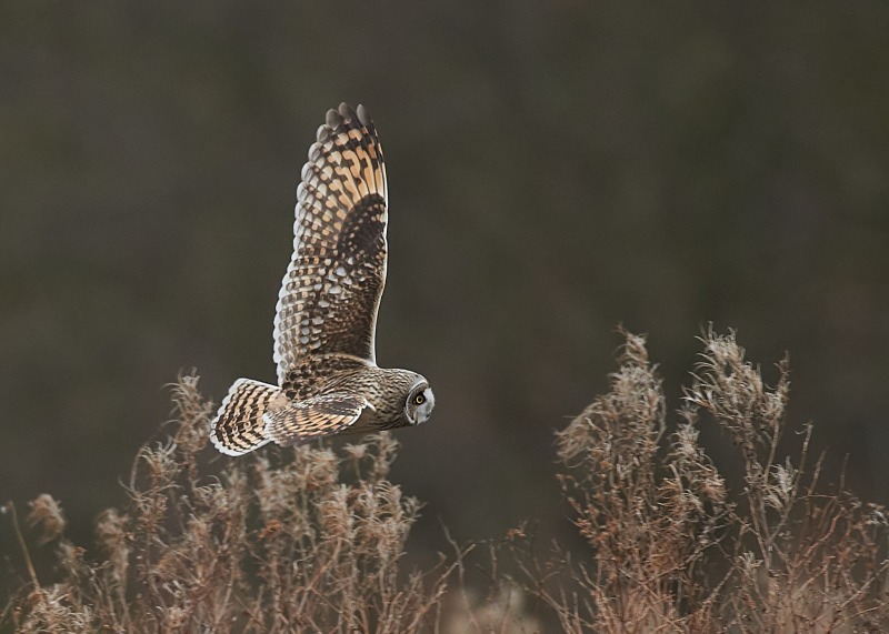22 - Short-eared Owl