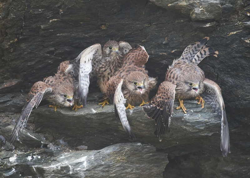 47 - Kestrel