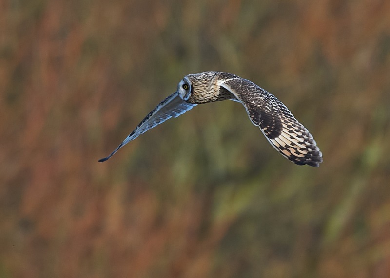 13 - Short-eared Owl