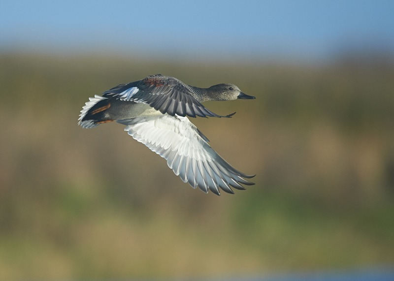 1 - Gadwall