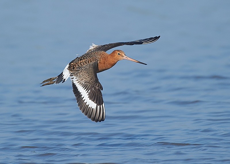 15 - Black-tailed Godwit