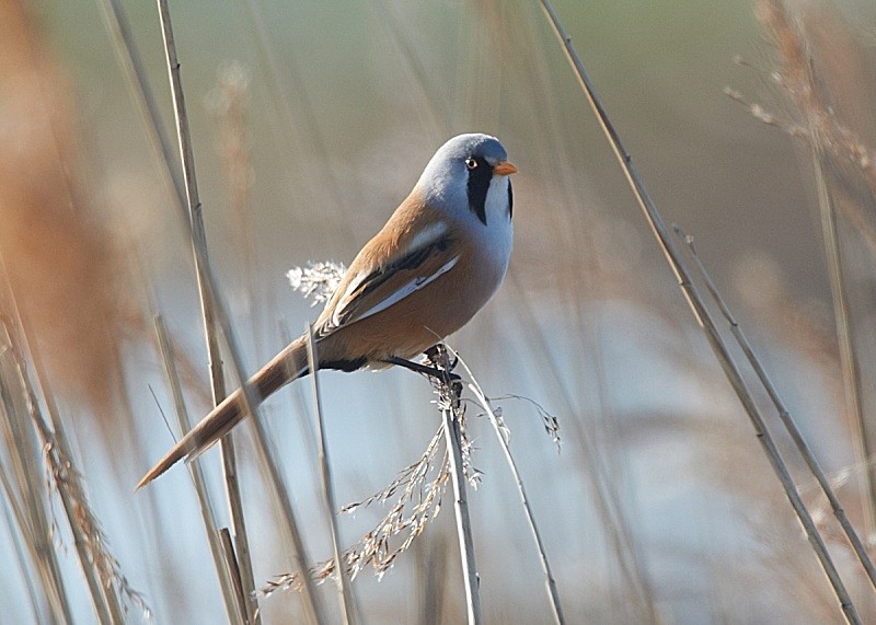 10 - Bearded Tit