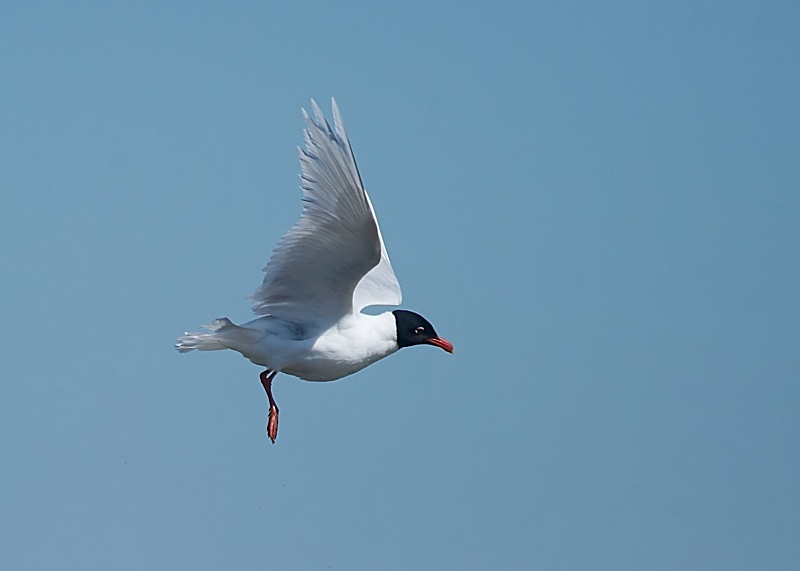 19 - Mediterranean Gull