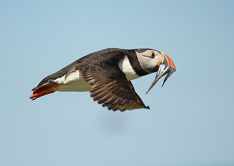 31 - Puffin