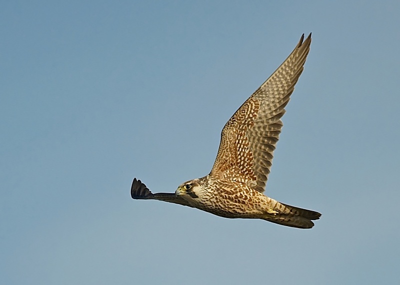 4 - Peregrine