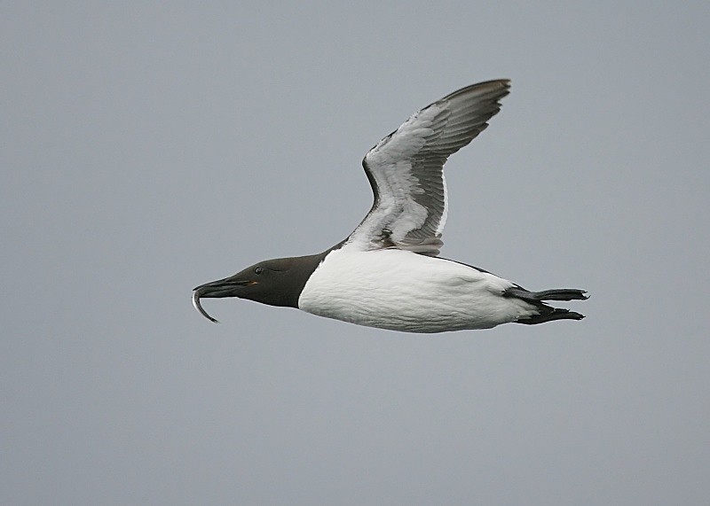 5 - Guillemot