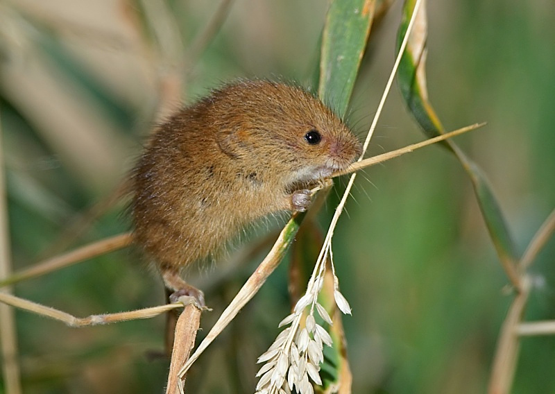 8 - Harvest Mouse