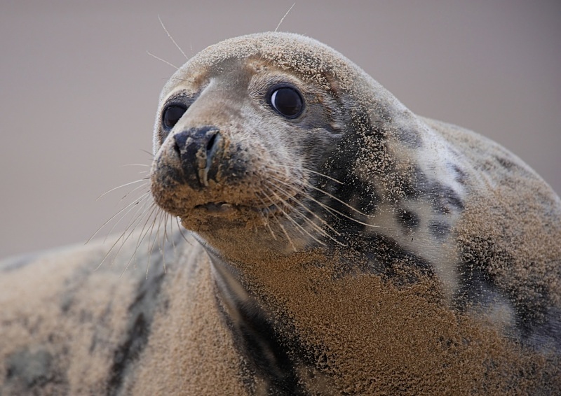 5 - Grey Seal