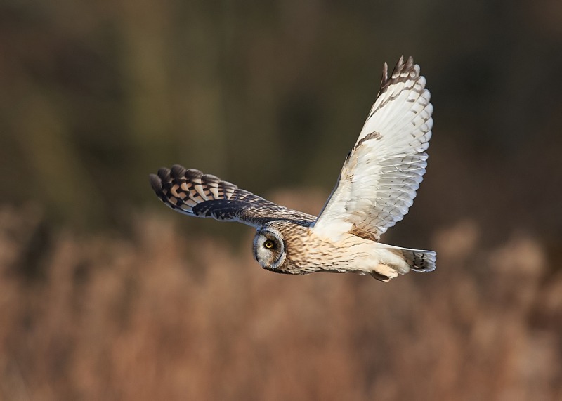 15 - Short-eared Owl