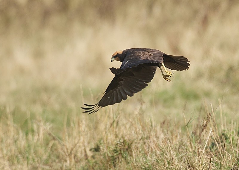 8 - Marsh Harrier