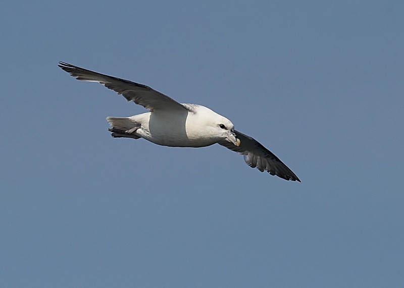 33 - Fulmar