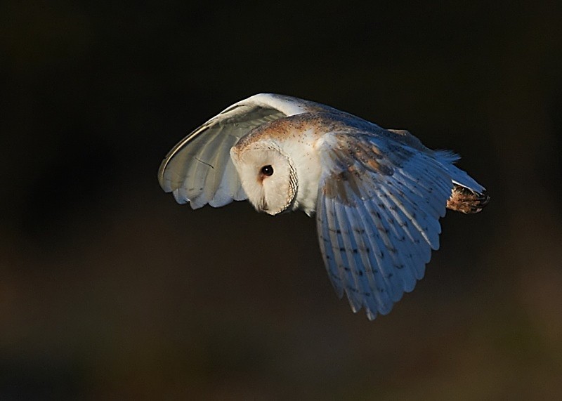 13 - Barn Owl