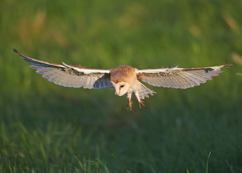 4 - Barn Owl