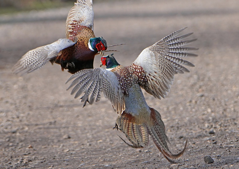 2 - Pheasant