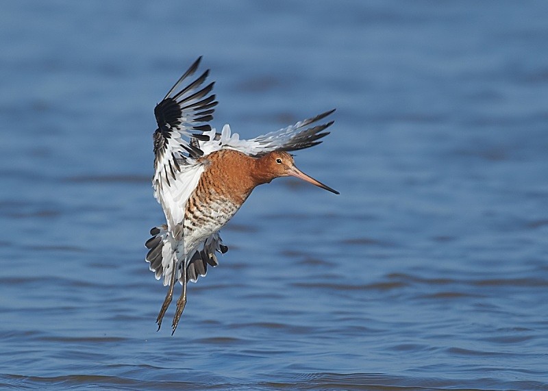 17 - Black-tailed Godwit