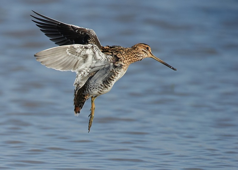 4 - Snipe