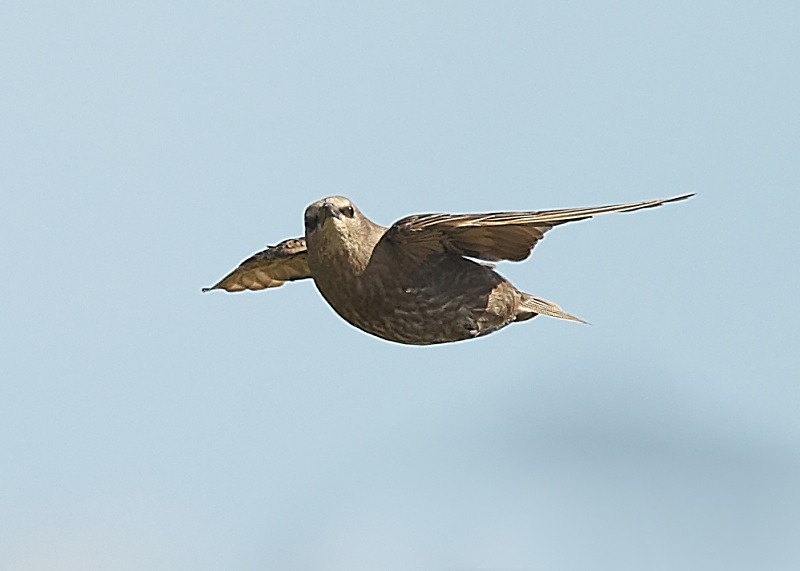 5 - Starling