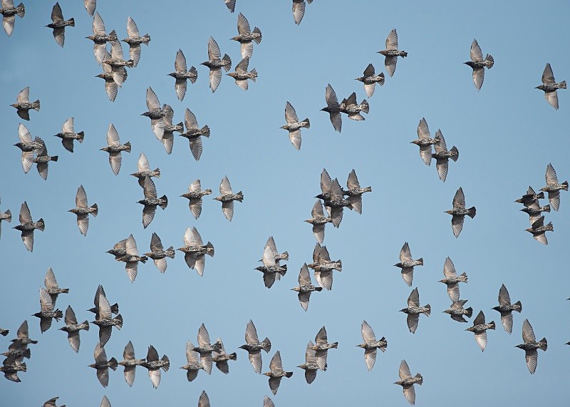 4 - Starling