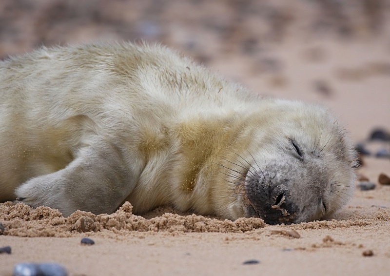 4 - Grey Seal
