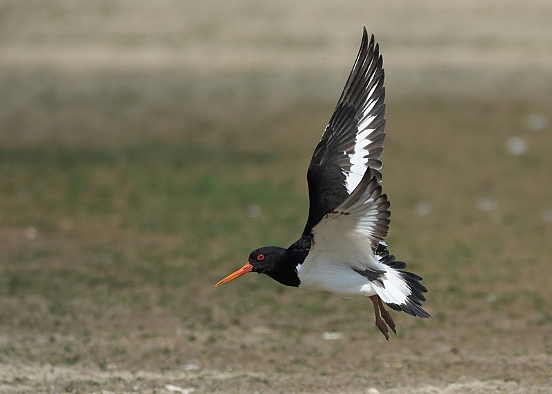 14 - Oystercatcher