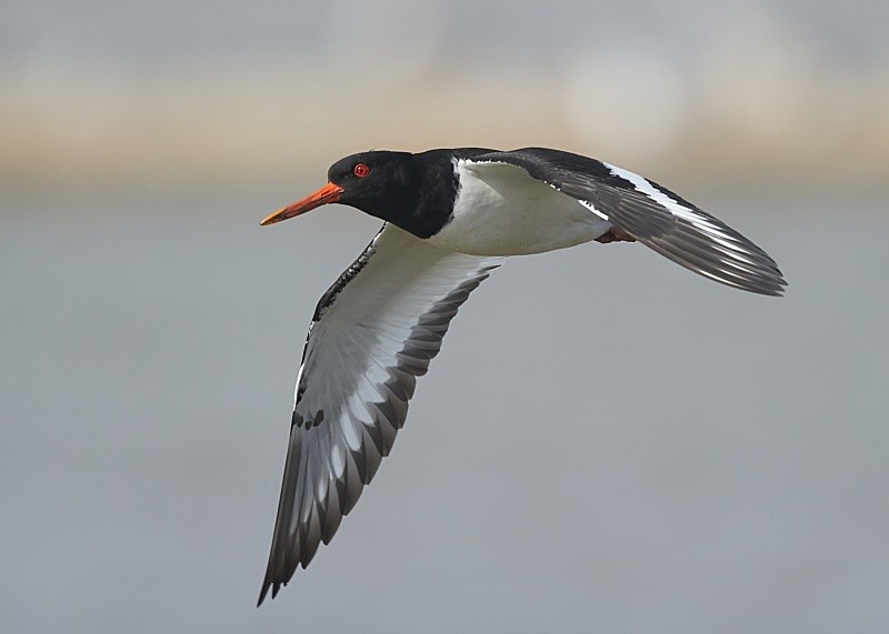 8 - Oystercatcher