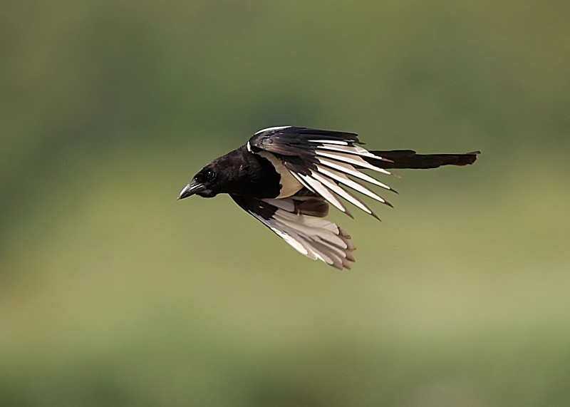 6 - Magpie