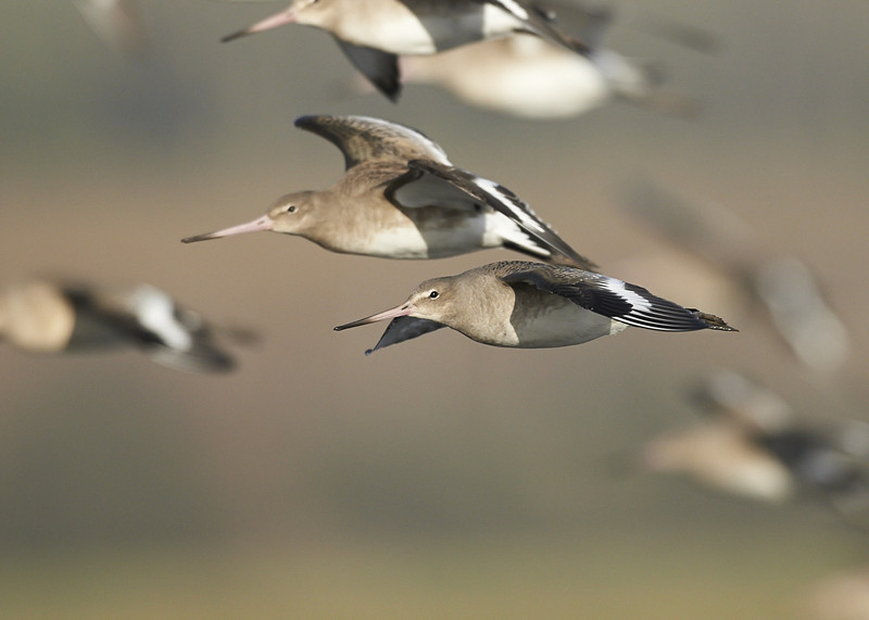 1 - Black-tailed Godwit