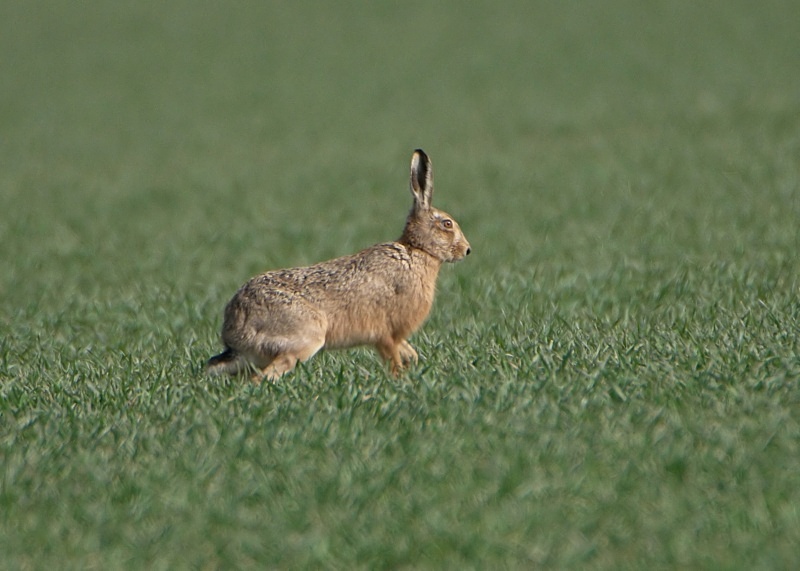 10 - Brown Hare