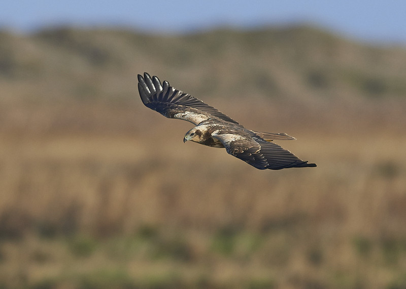 3 - Marsh Harrier