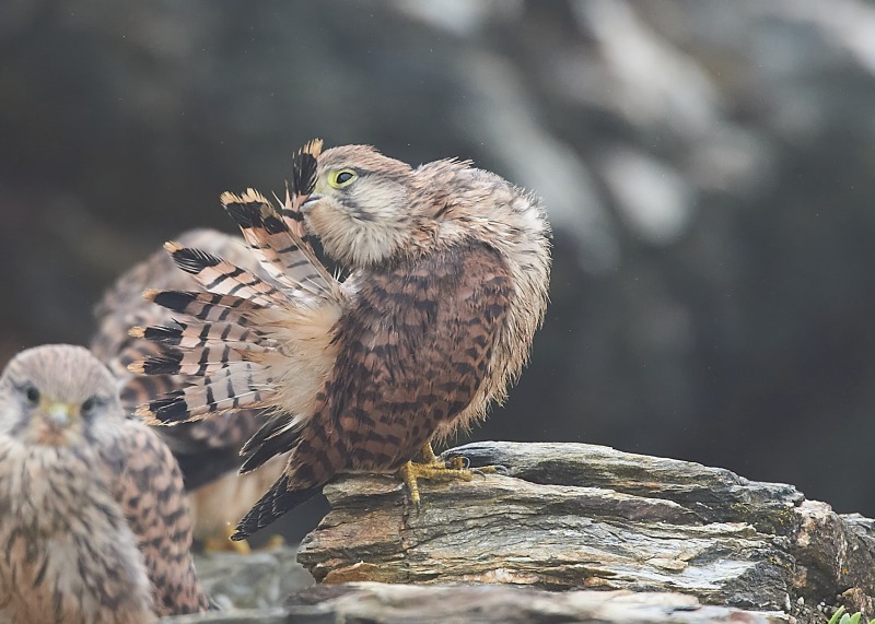 30 - Kestrel