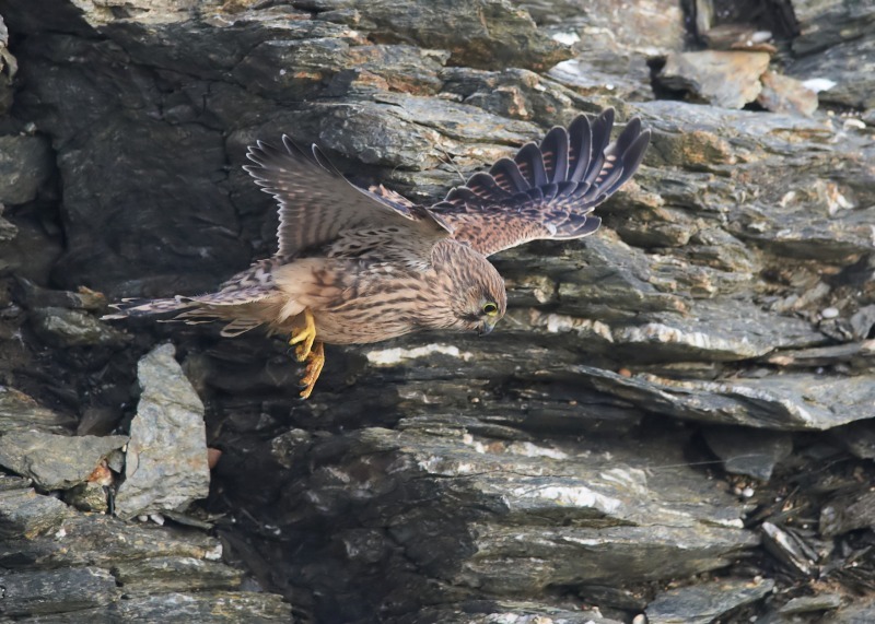 40 - Kestrel