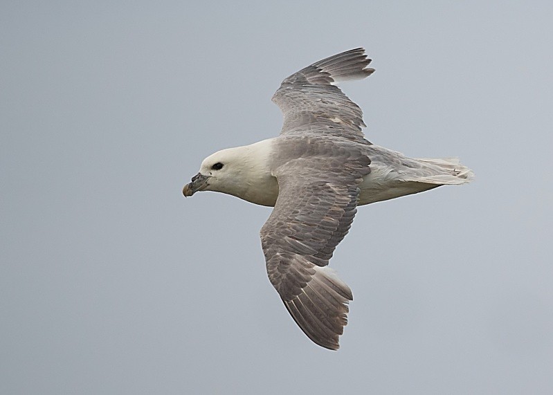 26 - Fulmar