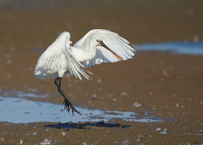 8 - Spoonbill