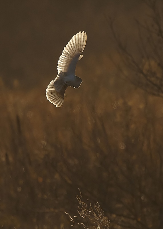 36 - Barn Owl