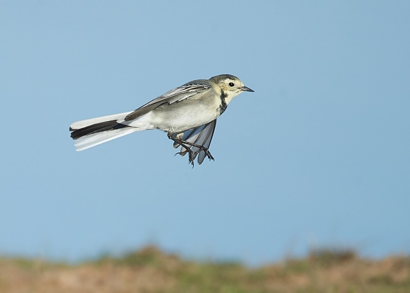 5 - Pied Wagtail