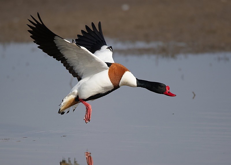 7 - Shelduck