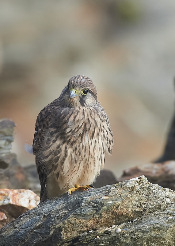 53 - Kestrel