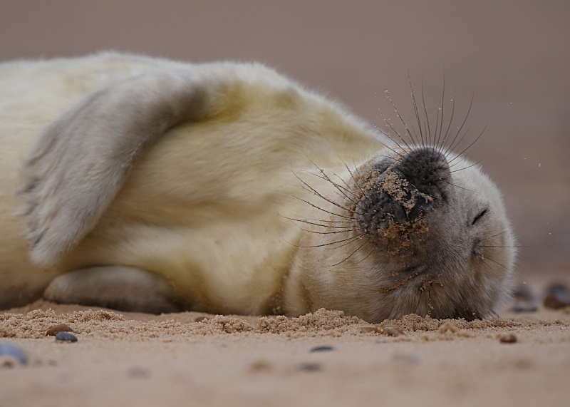 6 - Grey Seal