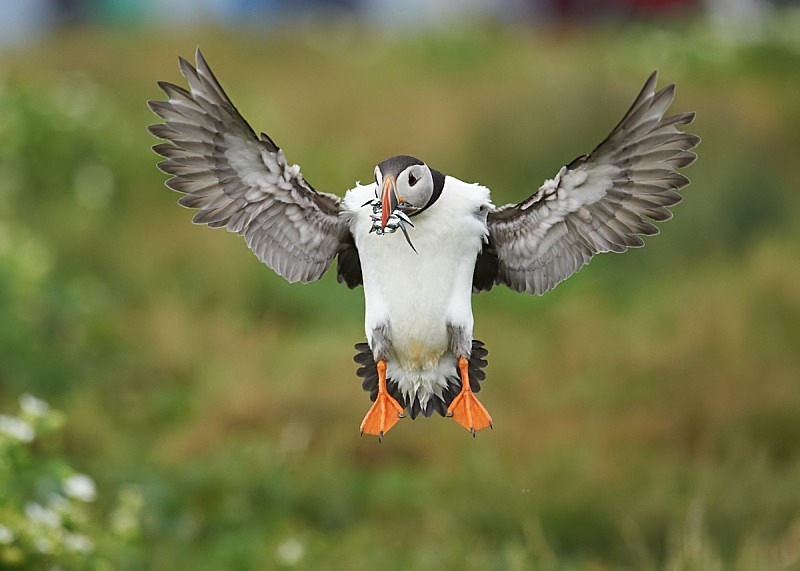 11 - Puffin