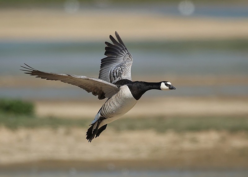 7 - Barnacle Goose