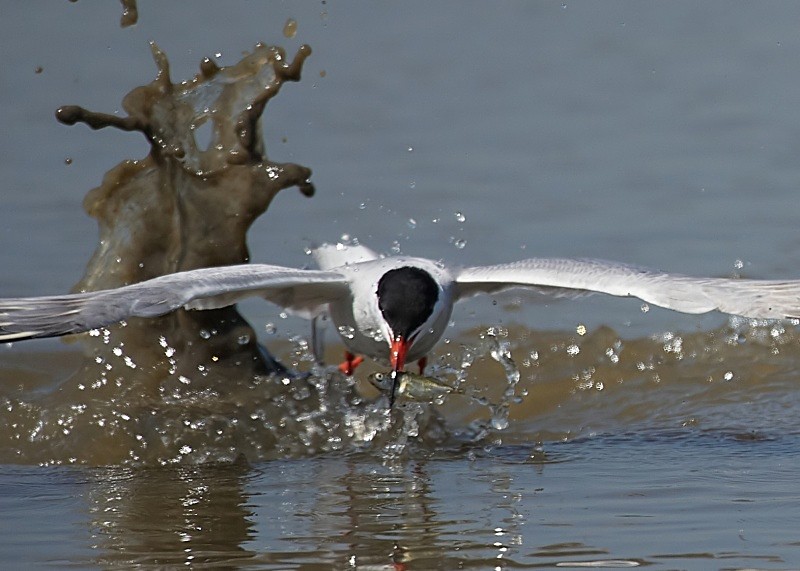 8 - Common Tern