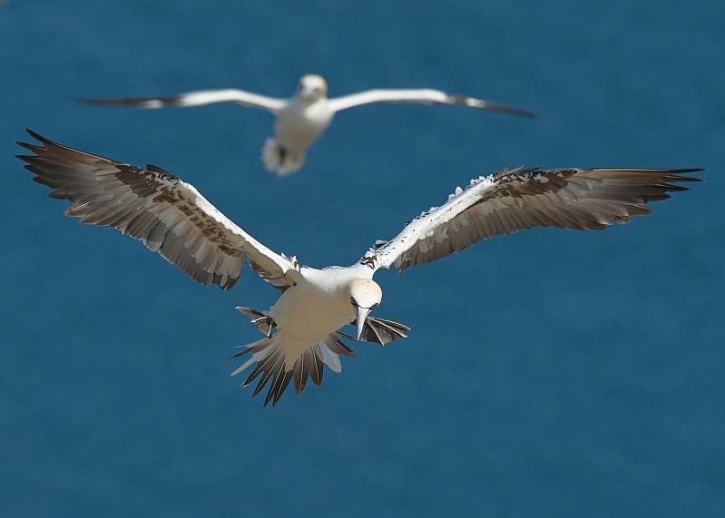 13 - Gannet