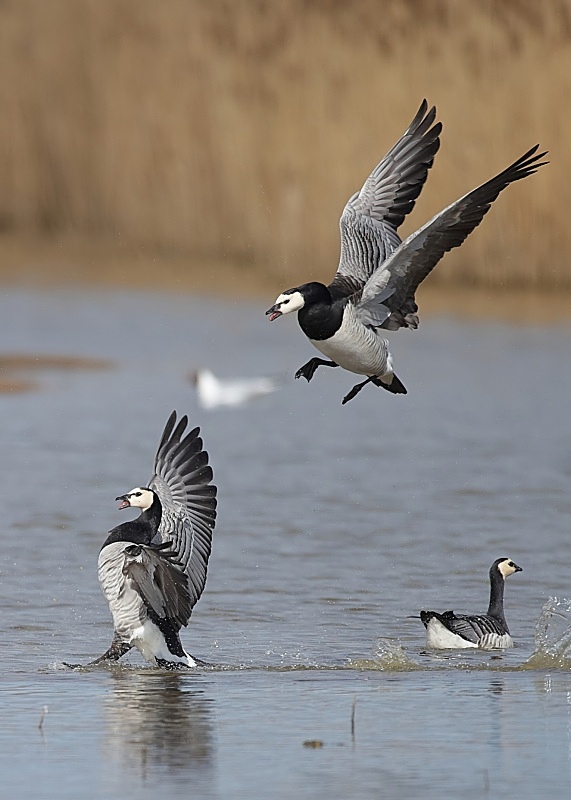 10 - Barnacle Goose